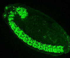 Hey gene expression in developing CNS and midgut primordia