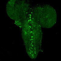 TBH-expressing neurons in larval CNS